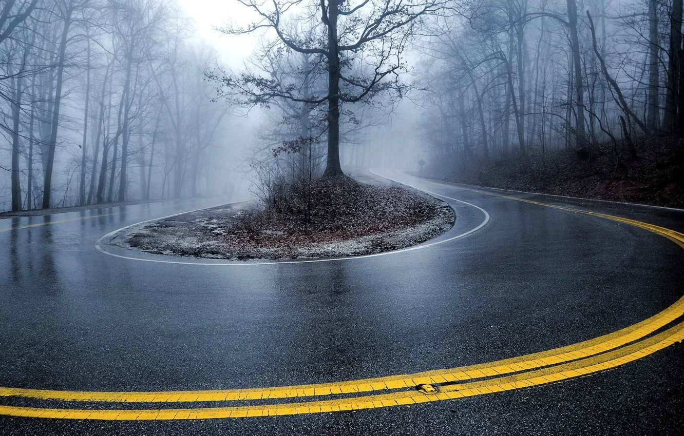 Photo wallpaper trees, nature, fog, Road, curve