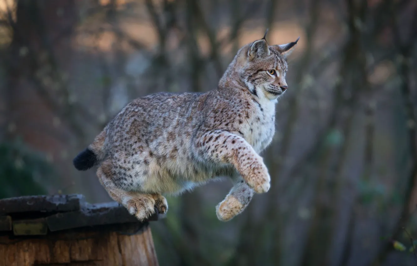 Photo wallpaper roof, look, face, trees, branches, nature, pose, background