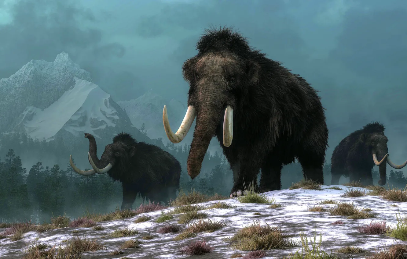 Photo wallpaper winter, grass, snow, mountains, elephant, art, three, mammoth