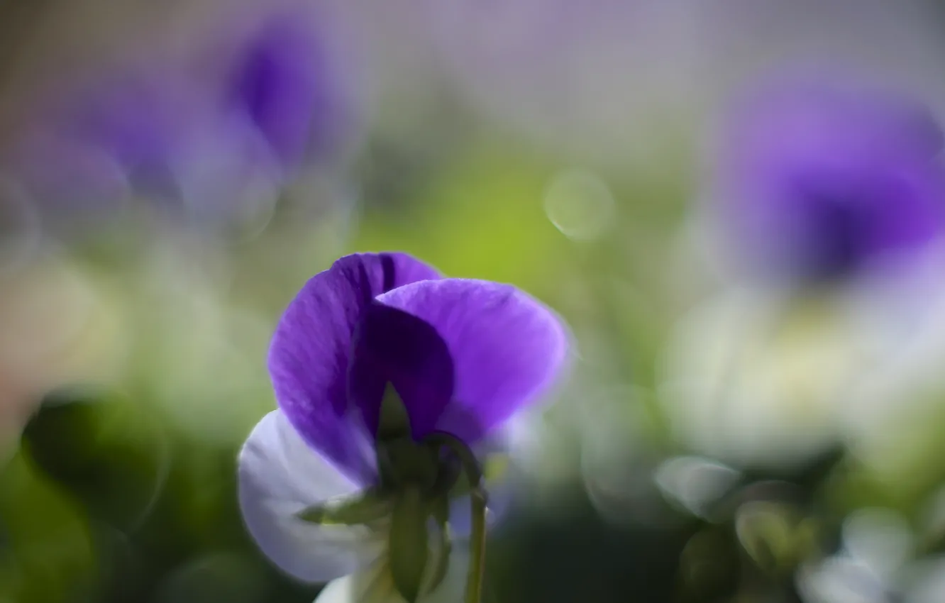 Photo wallpaper macro, flowers, glare, petals, blur, white, lilac, violet