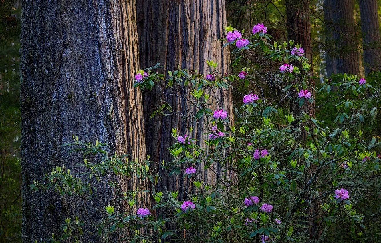 Photo wallpaper trees, flowers, Park, the bushes, Azalea, rhododendrons