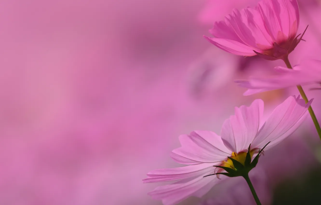 Photo wallpaper nature, petals, stem, kosmeya