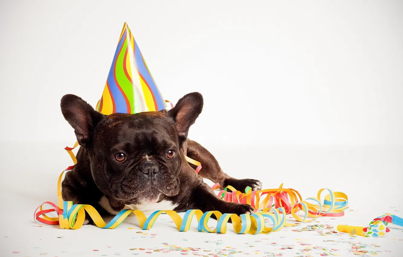 Photo wallpaper each, holiday, dog