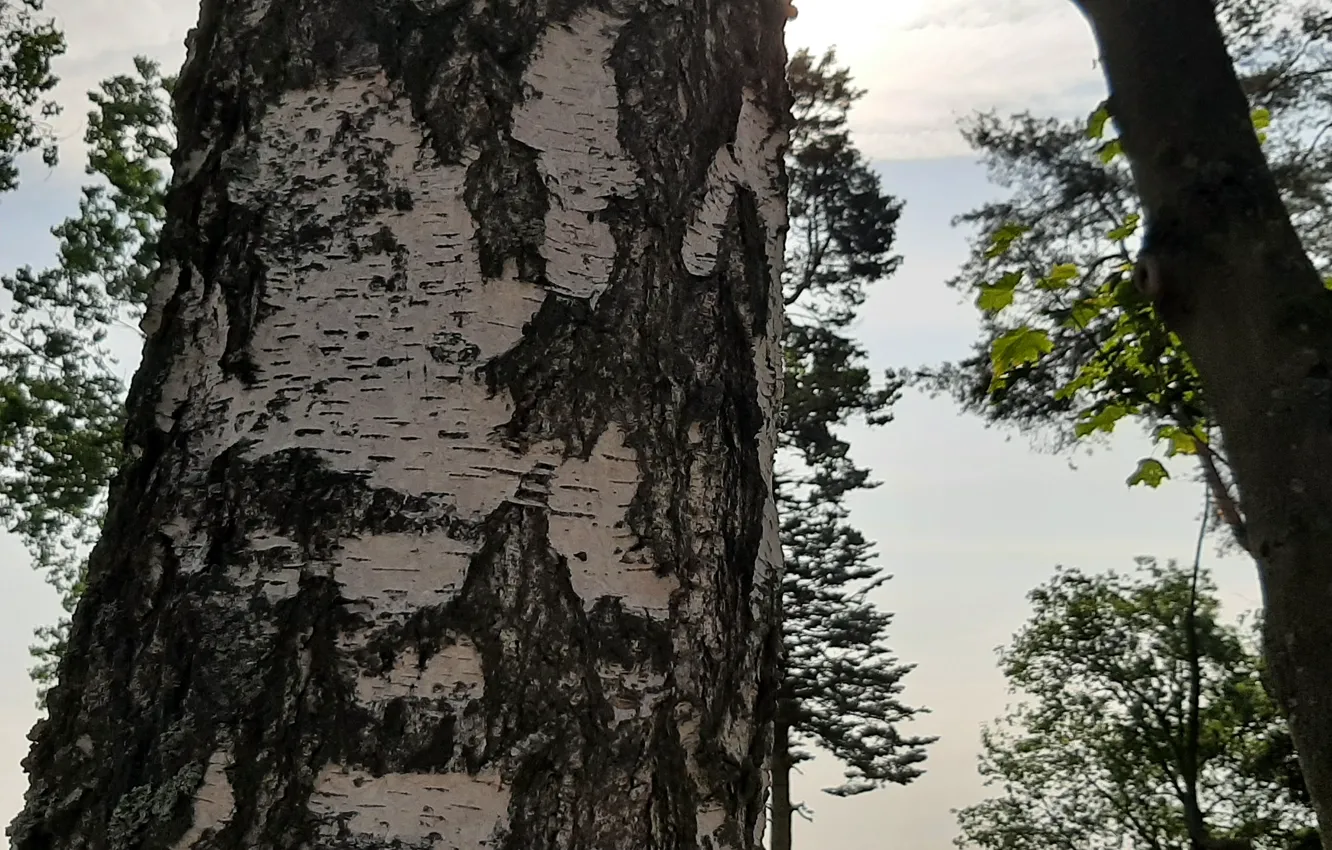 Photo wallpaper niebo, trees, Birch