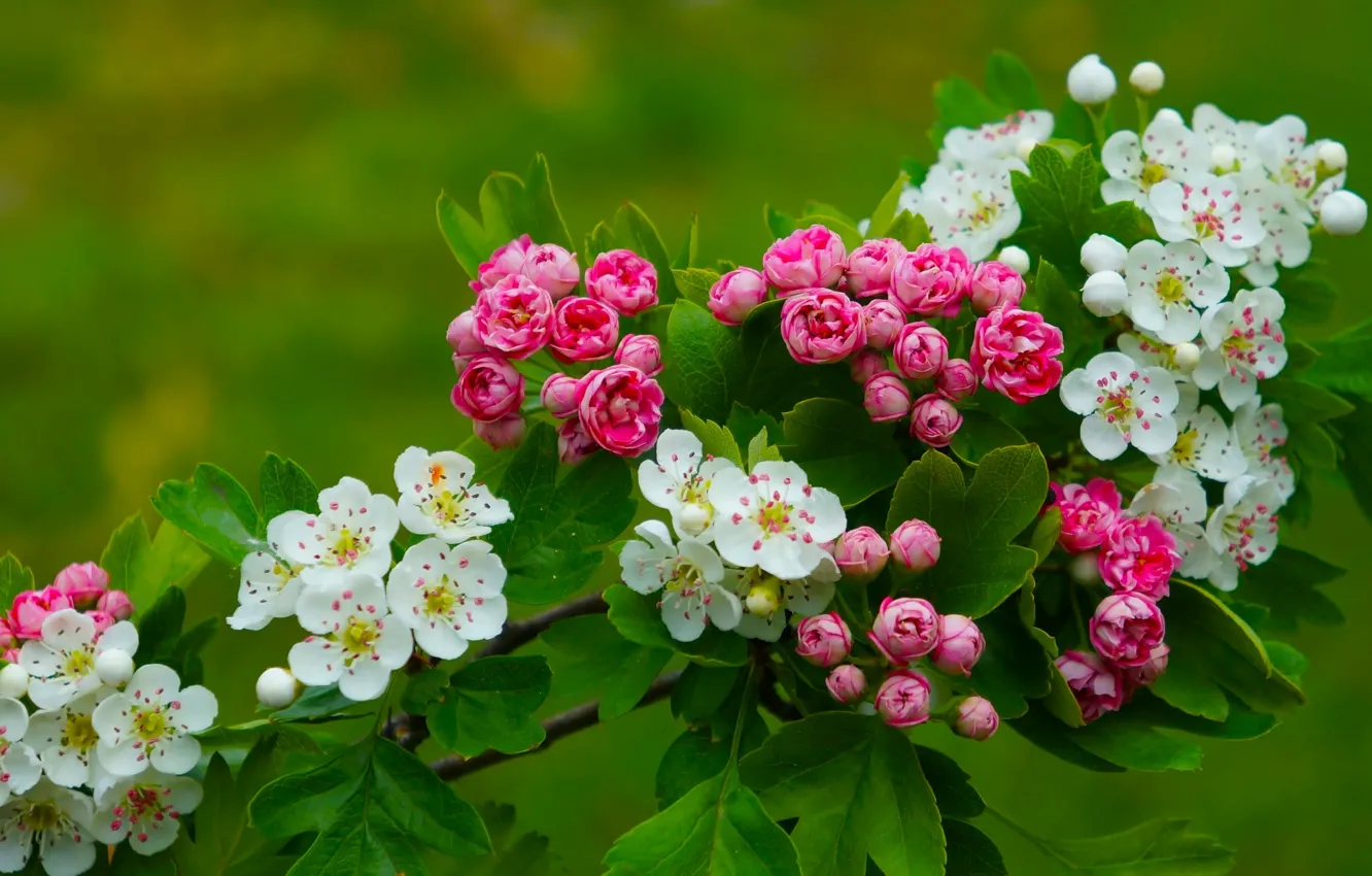 Photo wallpaper flower, color, spring, blooming