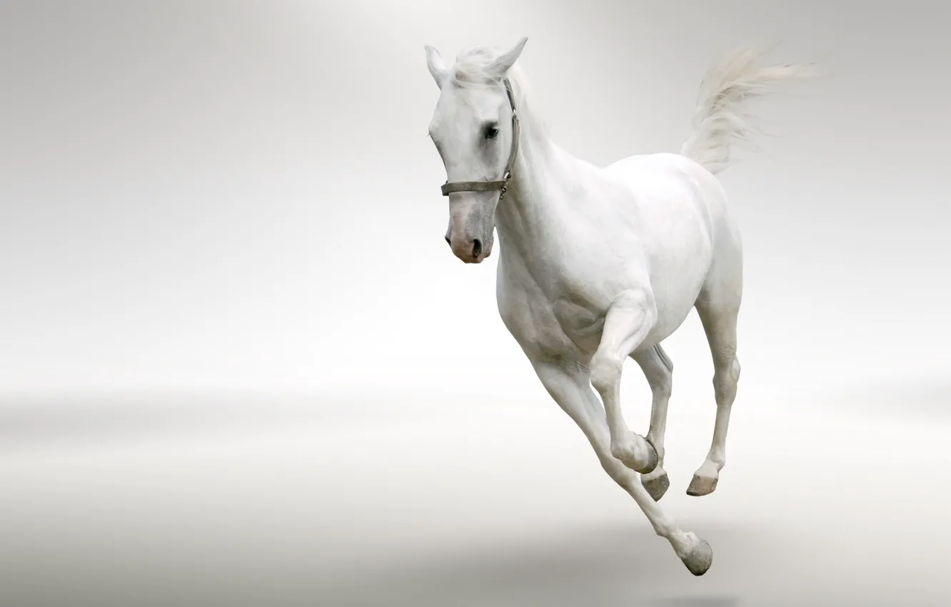 Photo wallpaper BACKGROUND, HORSE, TAIL, MANE, WHITE, The GOLOP