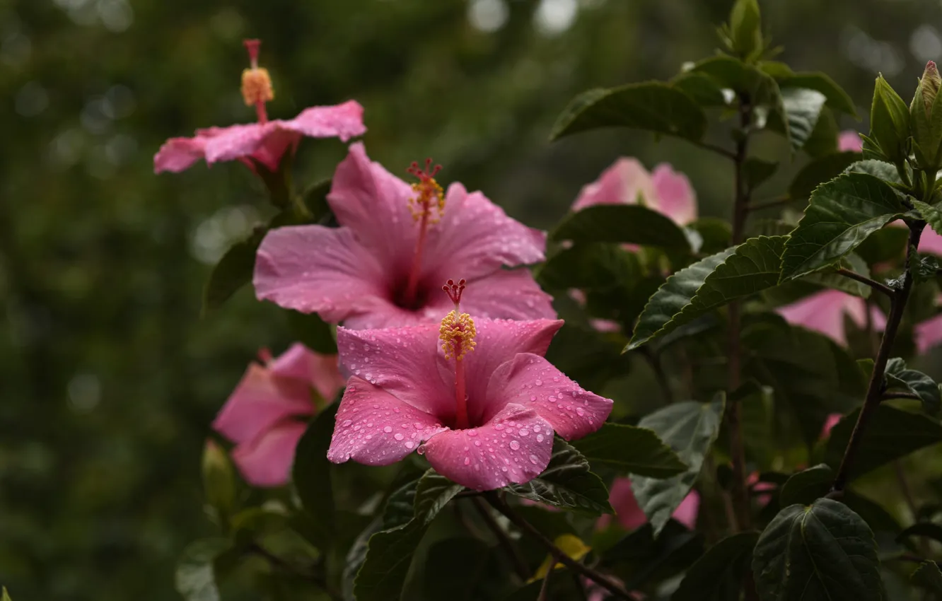 Photo wallpaper petals, stamens, bright, flowering, leaves, hibiscus