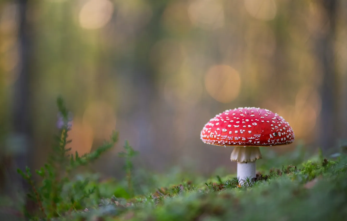 Photo wallpaper background, mushrooms, mushroom, bokeh