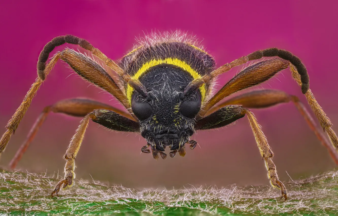 Photo wallpaper beetle, macro, insect