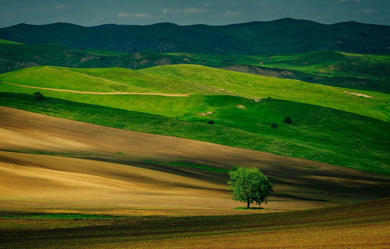 Photo wallpaper tree, hills, field, spring