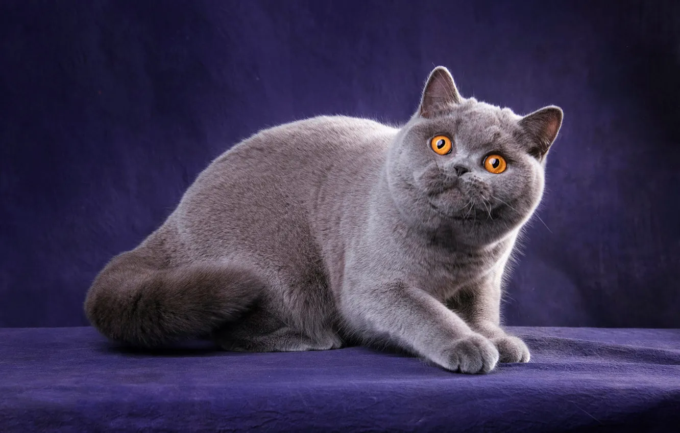 Photo wallpaper cat, cat, look, pose, kitty, grey, legs, muzzle