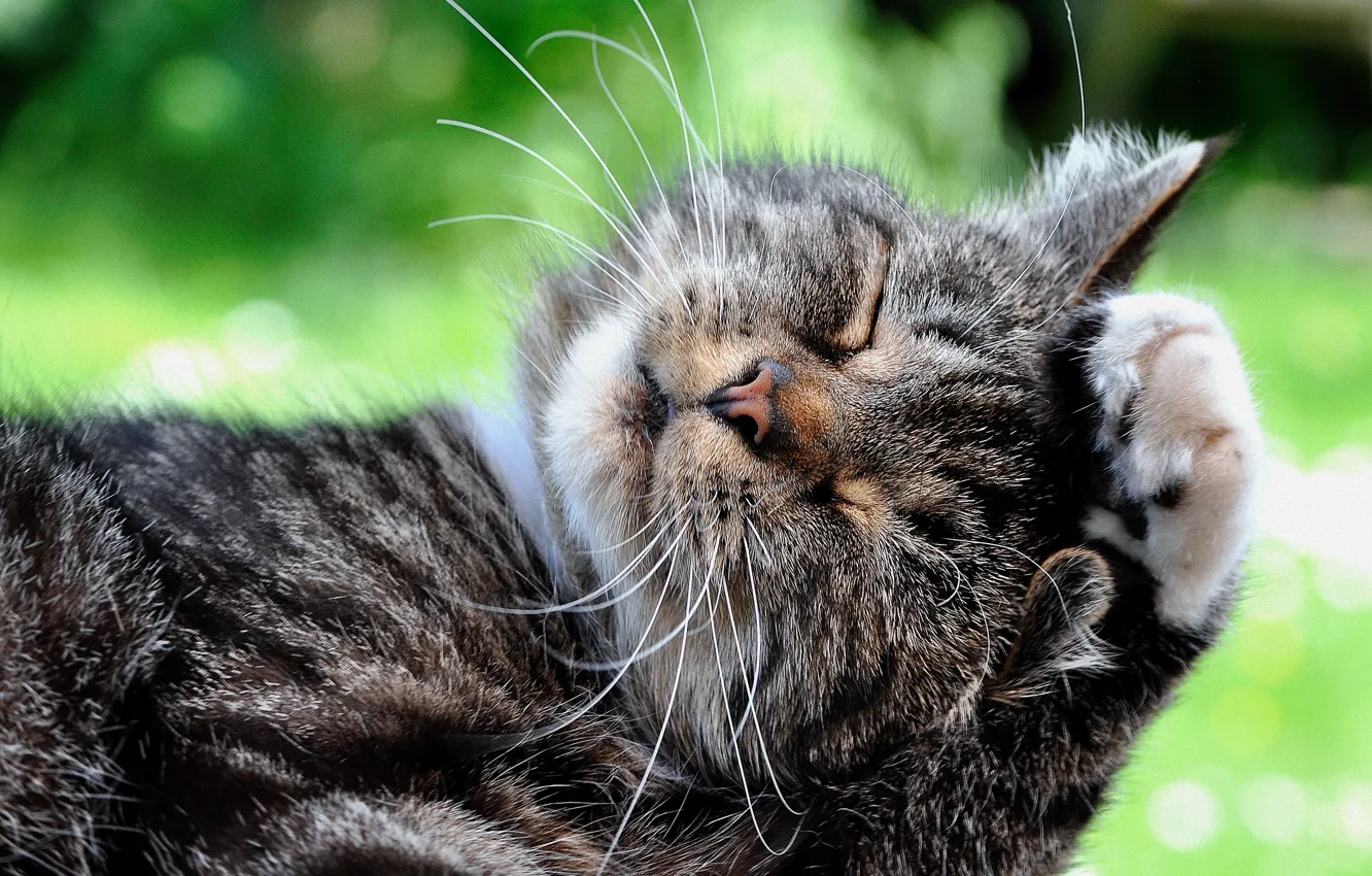 Photo wallpaper cat, muzzle, Kote, washing, cat