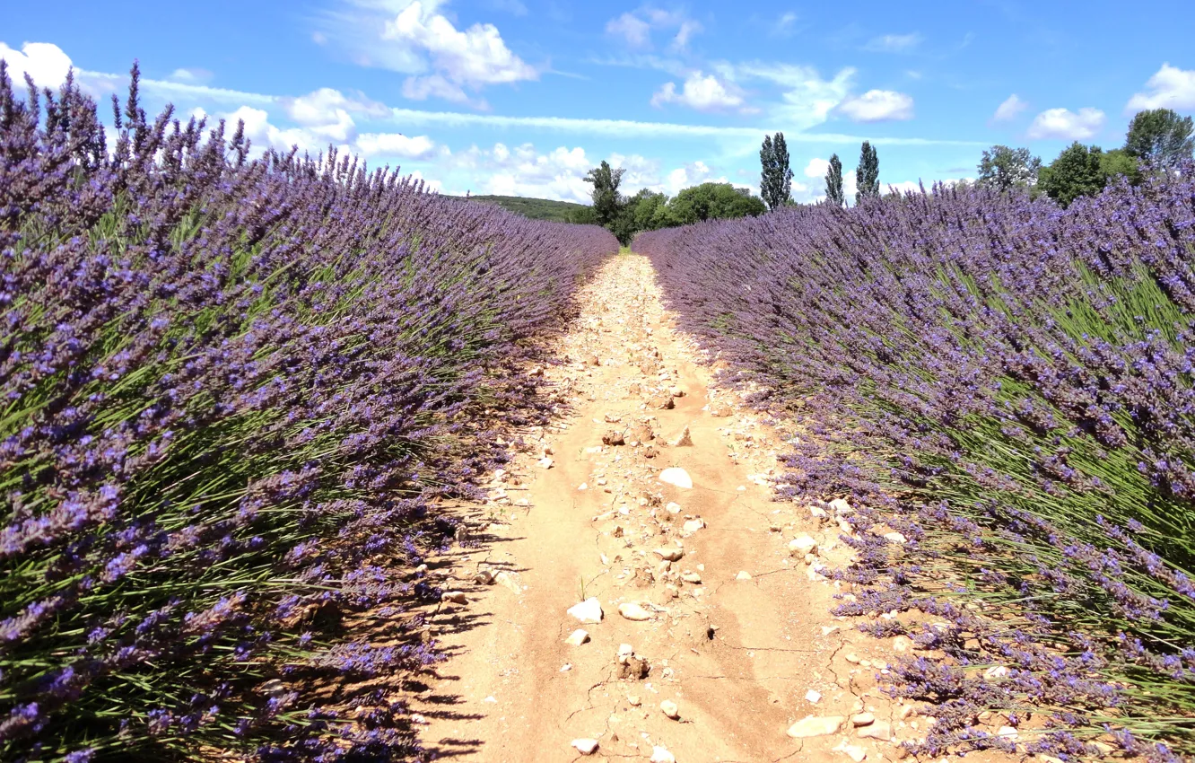 Photo wallpaper road, sand, field, purple, the sky, flowers, nature, time