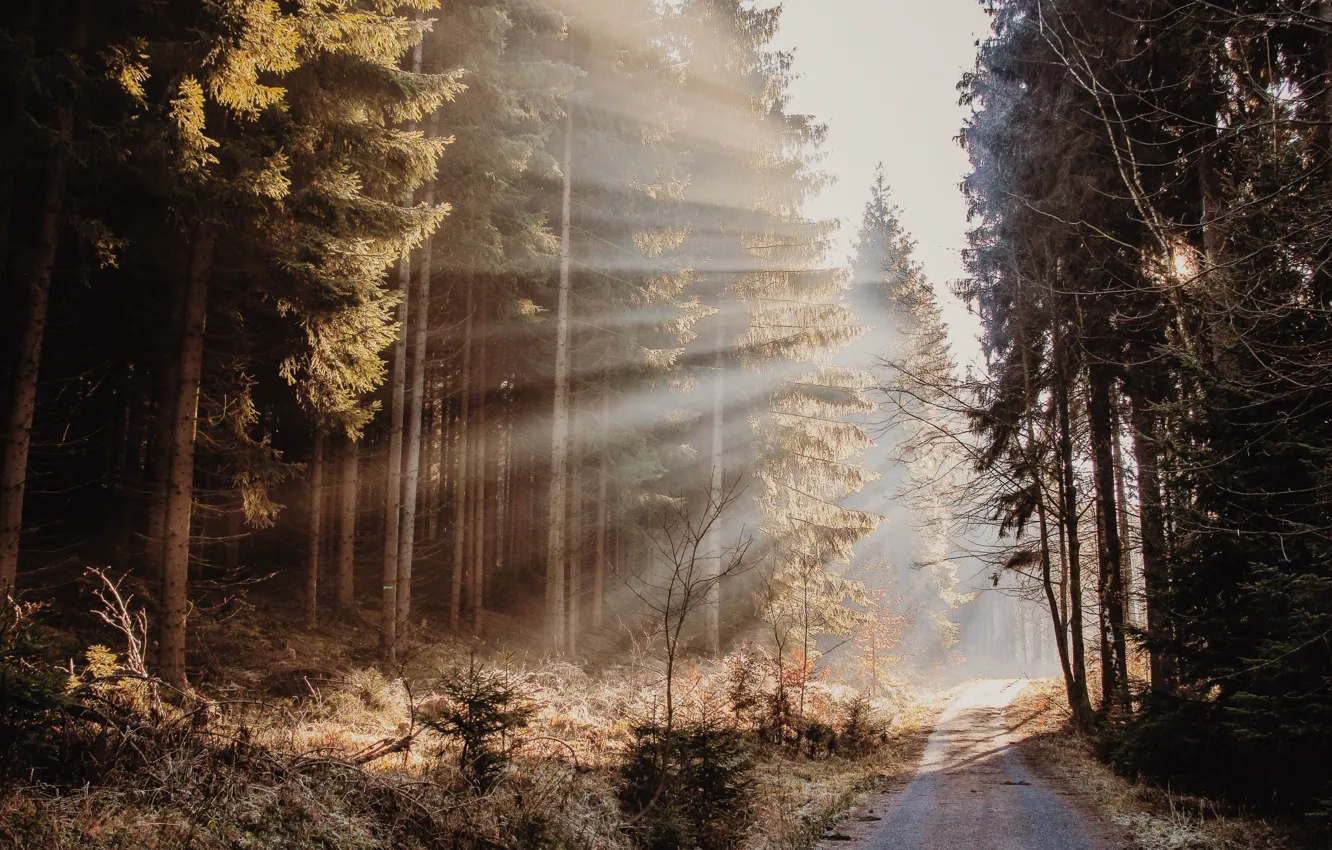 Photo wallpaper road, autumn, forest, light
