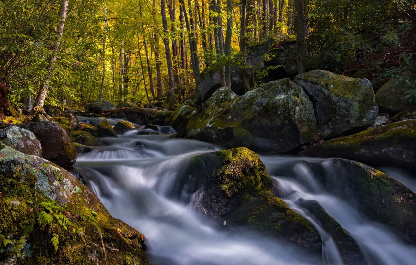 Photo wallpaper forest, stones, moss, river