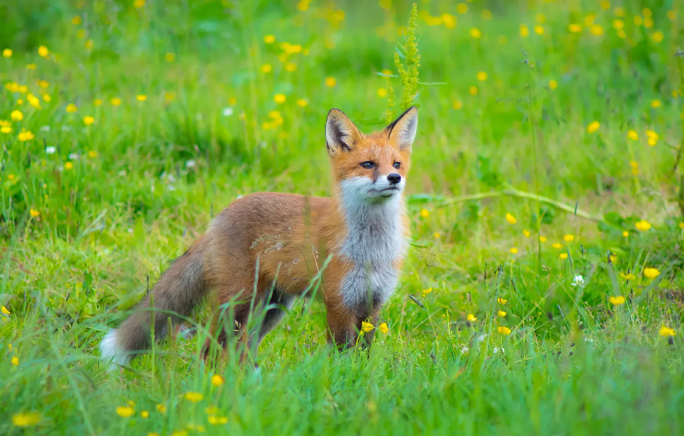 Photo wallpaper greens, grass, glade, Fox, red