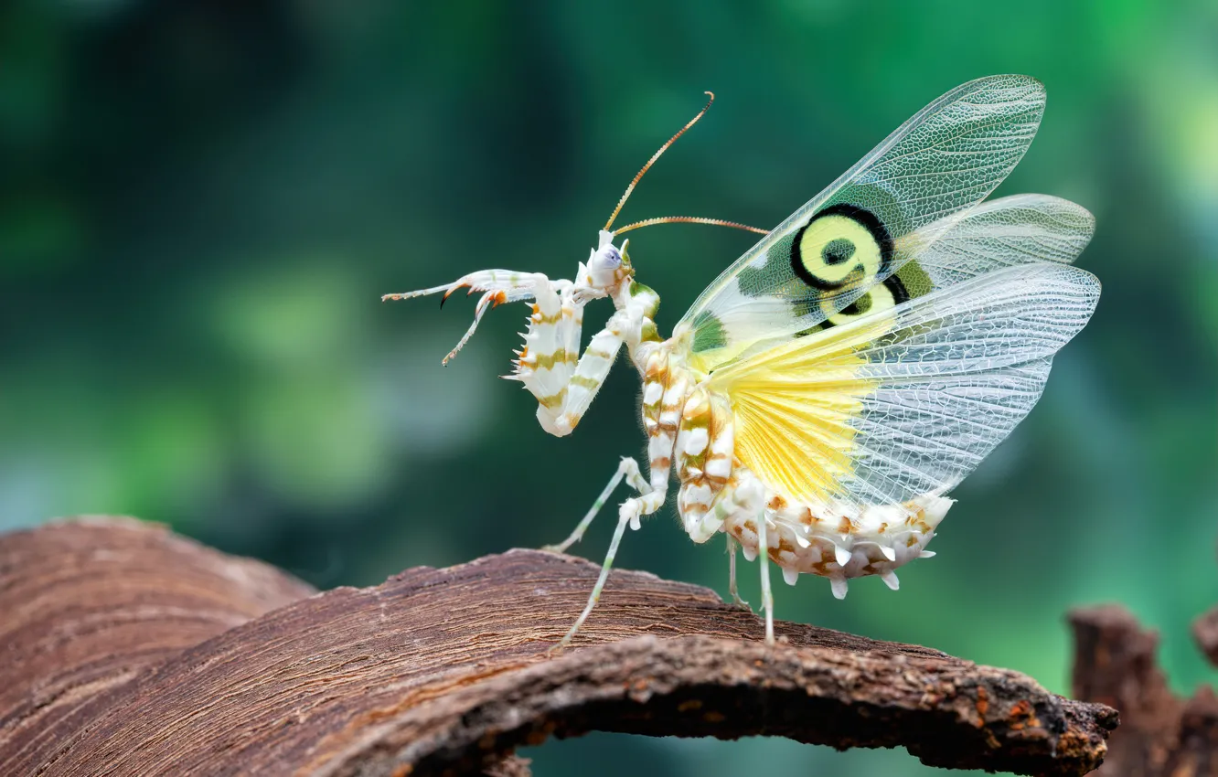 Photo wallpaper macro, pose, pattern, legs, mantis, insect, bark, wings