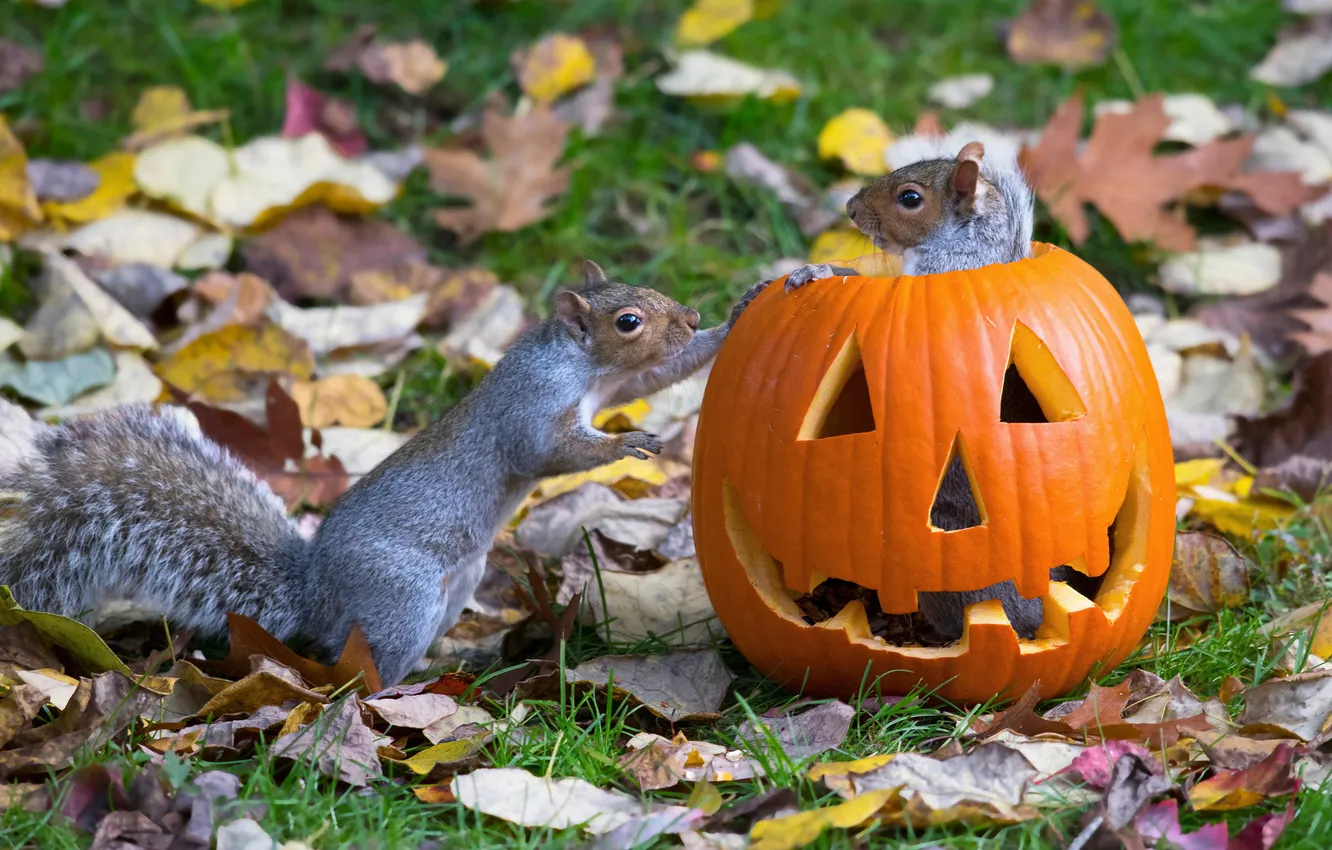 Photo wallpaper autumn, grass, pose, grey, glade, foliage, protein, pumpkin