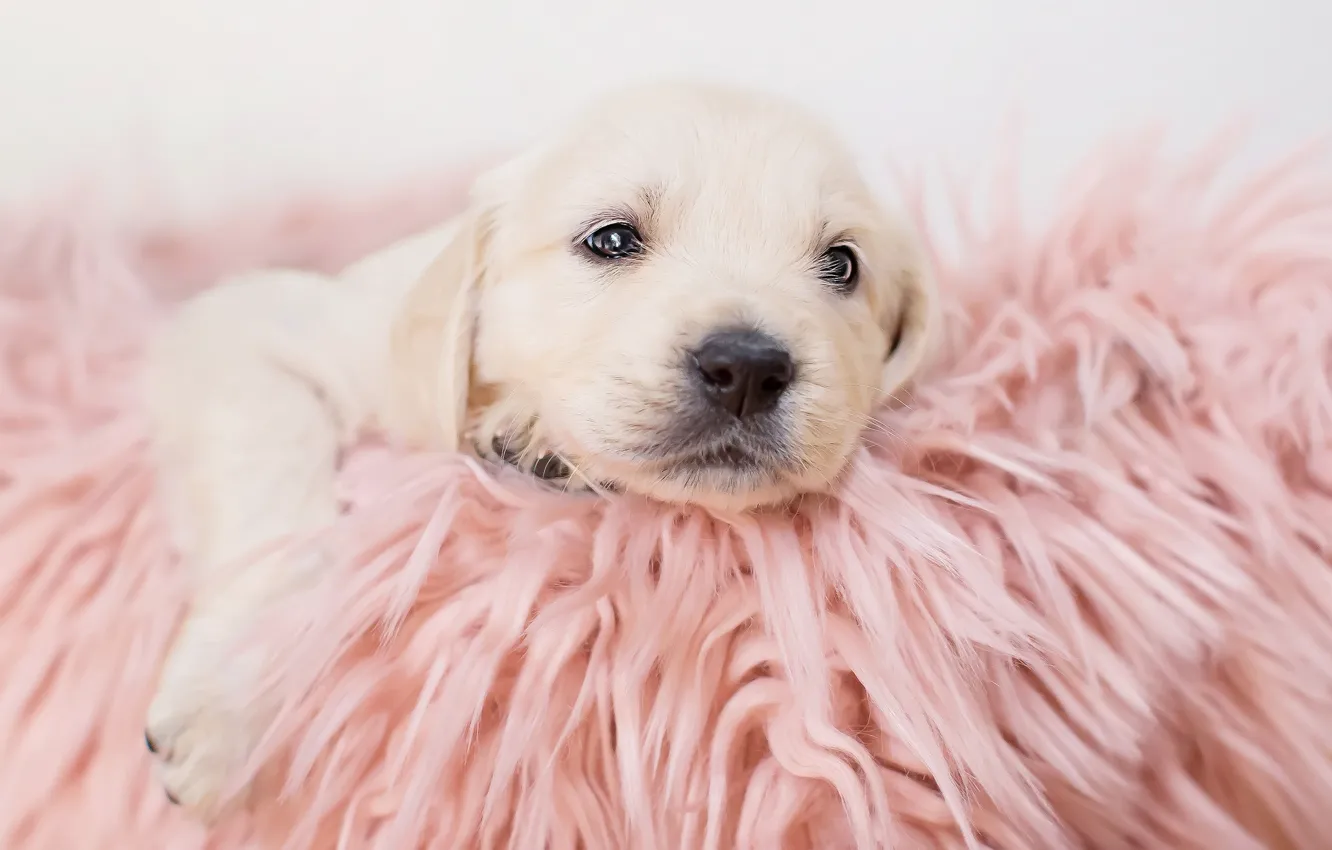 Photo wallpaper baby, blanket, puppy