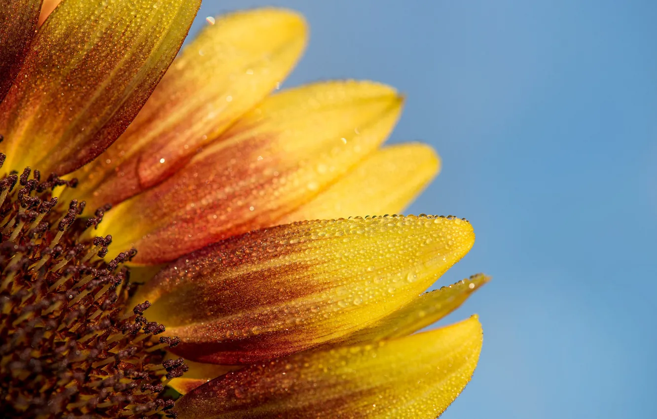 Photo wallpaper sky, drops, petals, sunflower