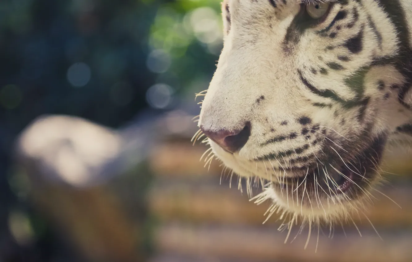 Photo wallpaper look, tiger, background, predator