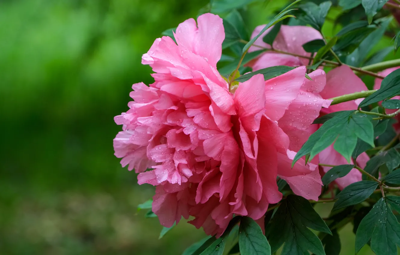 Photo wallpaper leaves, drops, macro, flowers, garden, pink, peonies