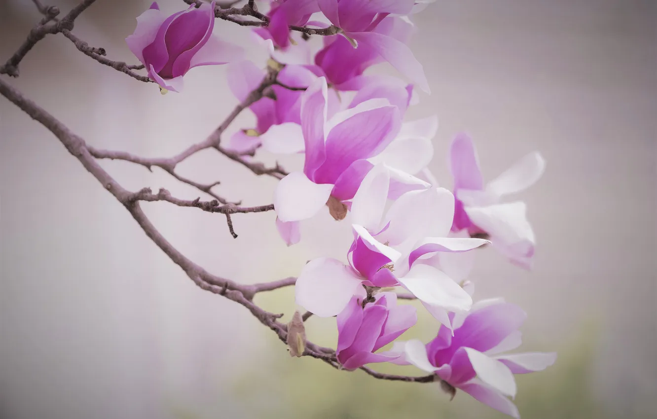Photo wallpaper flowers, branches, spring, petals, pink, light background, flowering, Magnolia