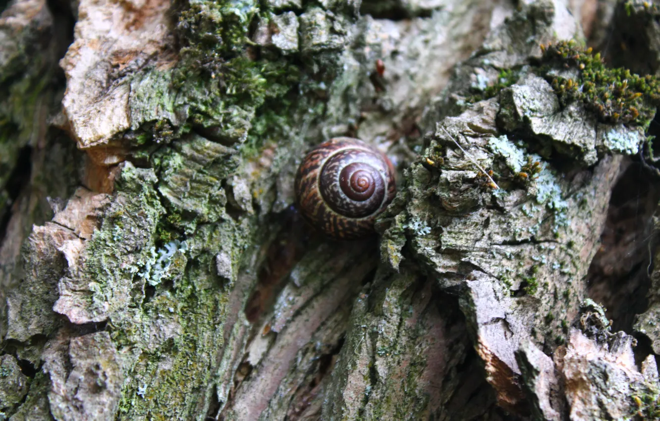 Photo wallpaper tree, moss, snail