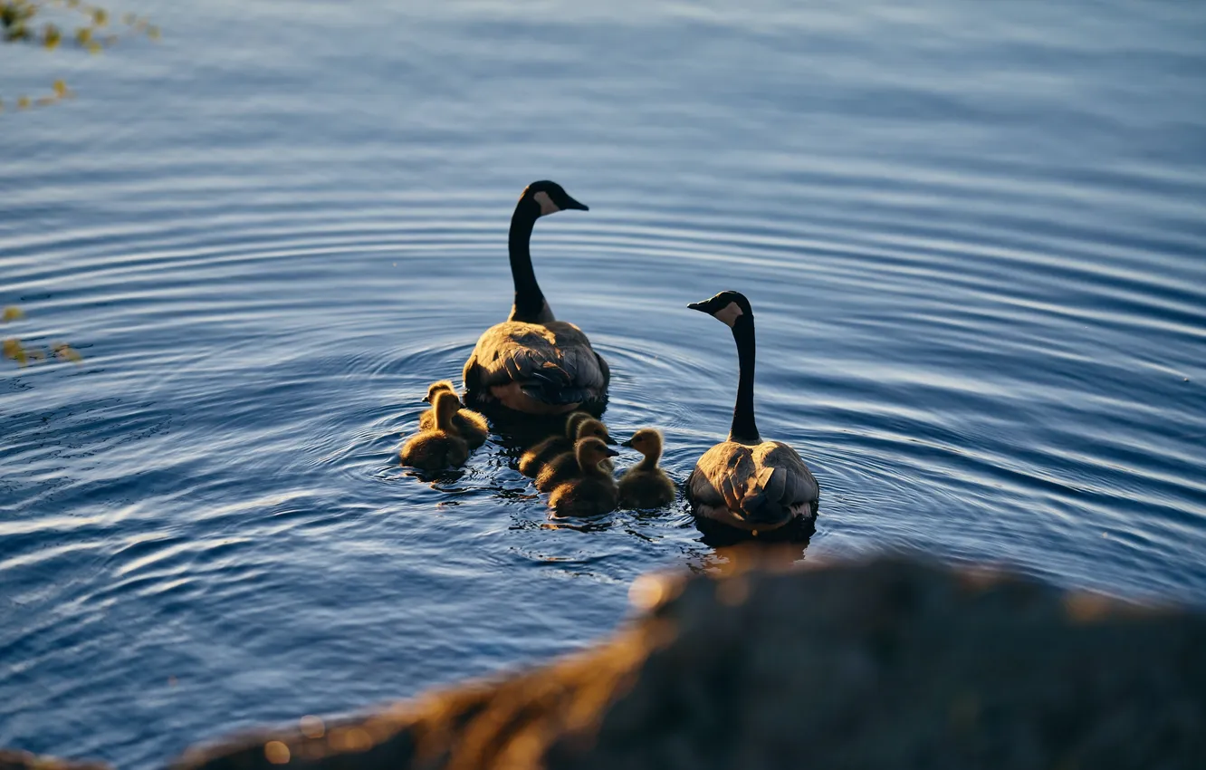 Photo wallpaper water, lake, duck, duck, The duck family