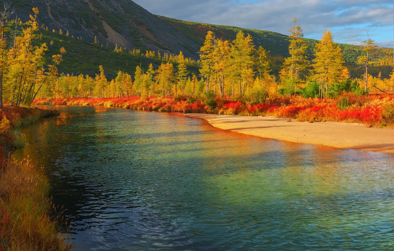 Photo wallpaper autumn, trees, landscape, nature, larch, Vladimir Ryabkov, Kolyma, the lake of Jack London