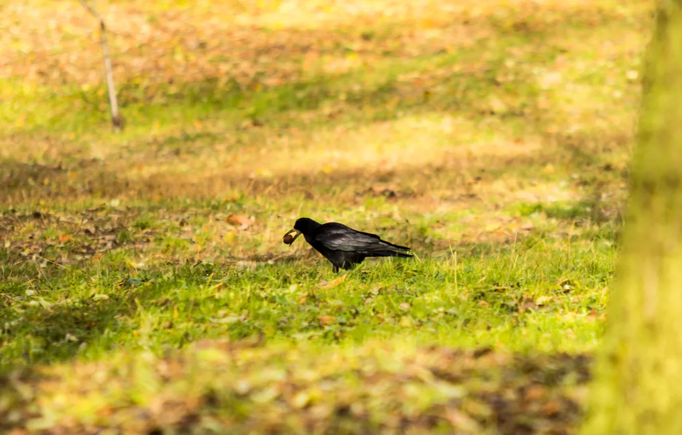 Photo wallpaper autumn, leaves, yellow, nature, bird, crows, nuts