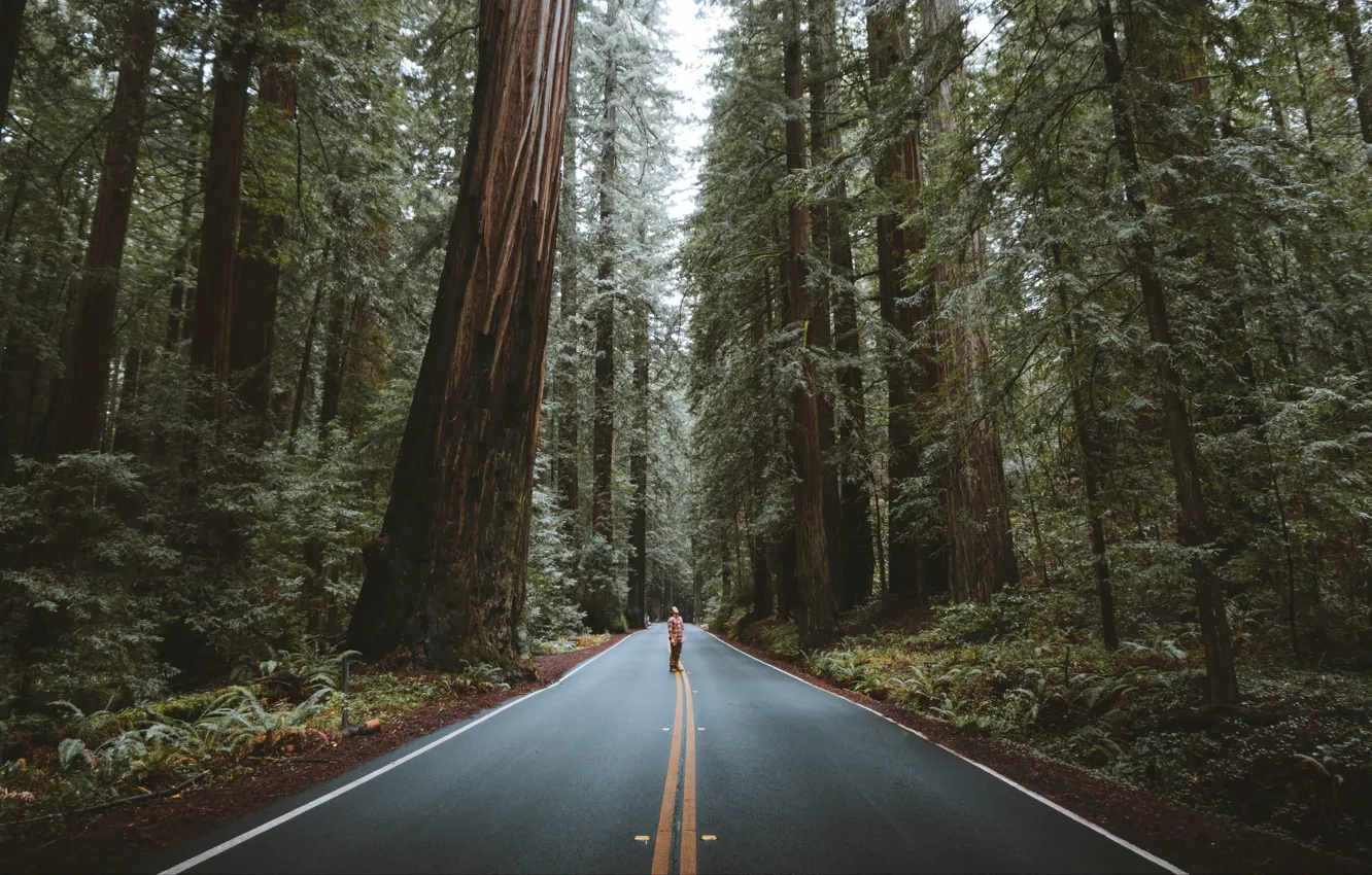 Photo wallpaper USA, forest, road, trees, nature, California, landscapes, street