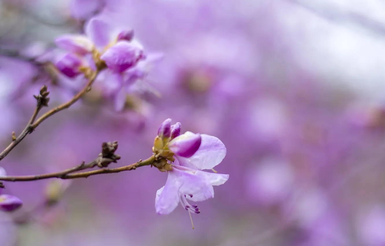 Photo wallpaper flowers, color, spring, buds, The Botanical garden
