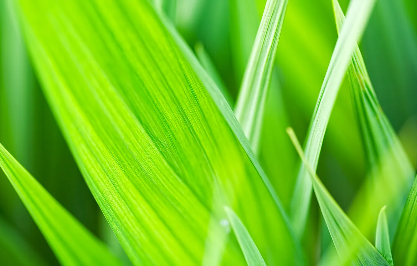 Photo wallpaper grass, macro, nature