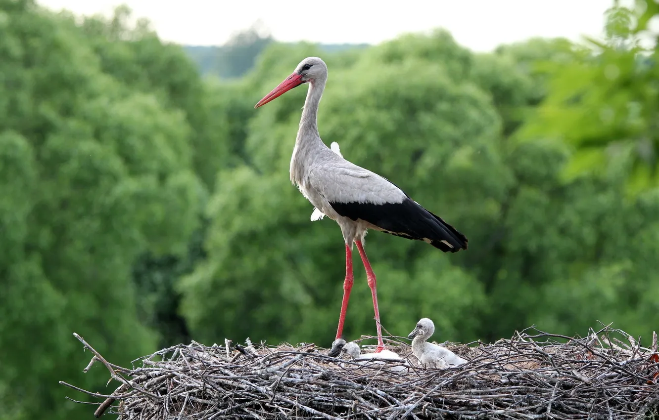 Photo wallpaper bird, socket, stork