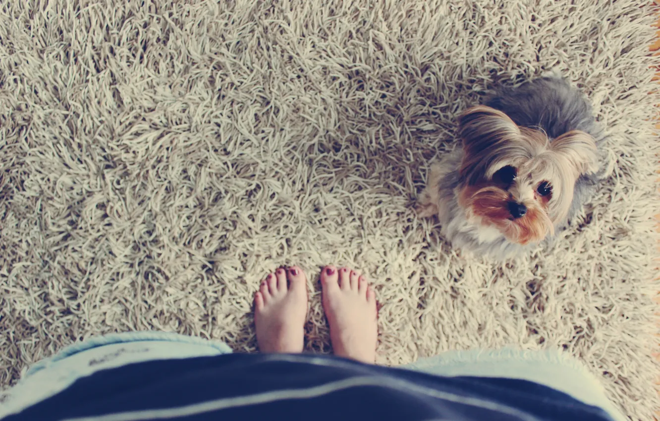 Photo wallpaper background, Wallpaper, carpet, dog, different, girl. feet