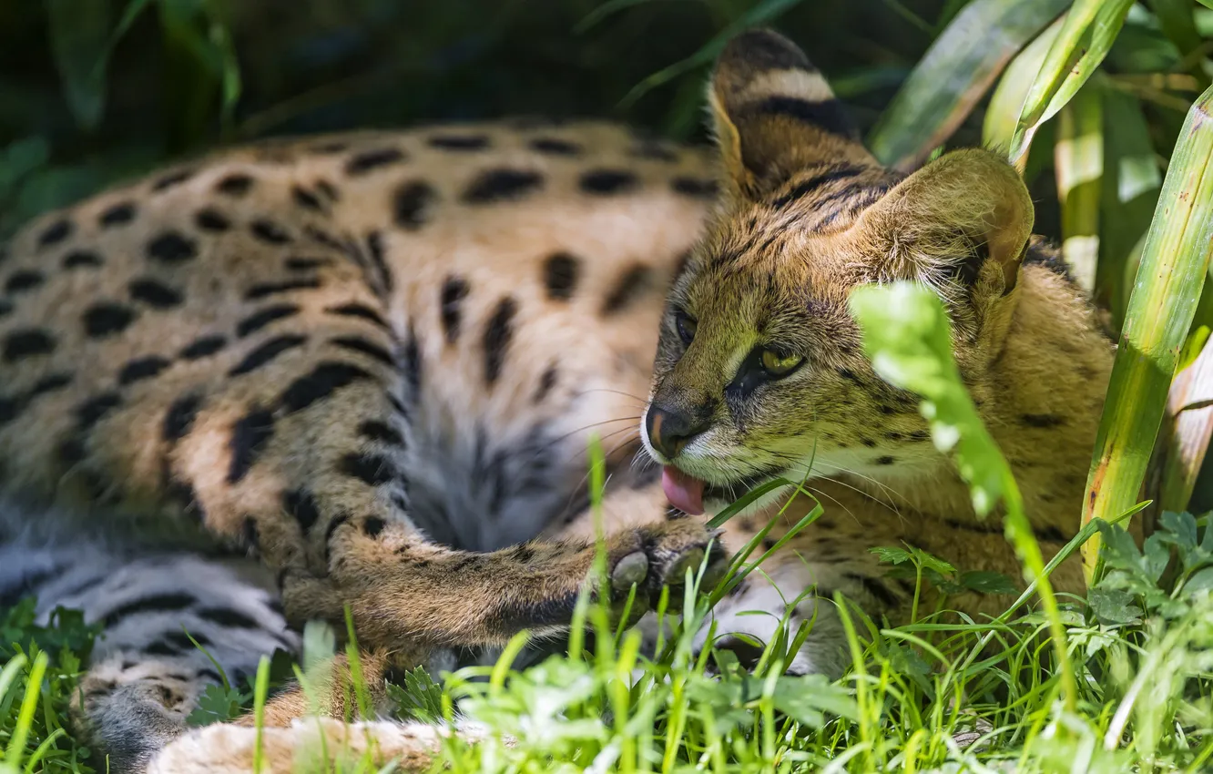 Photo wallpaper language, cat, grass, the sun, shadow, washing, Serval, ©Tambako The Jaguar