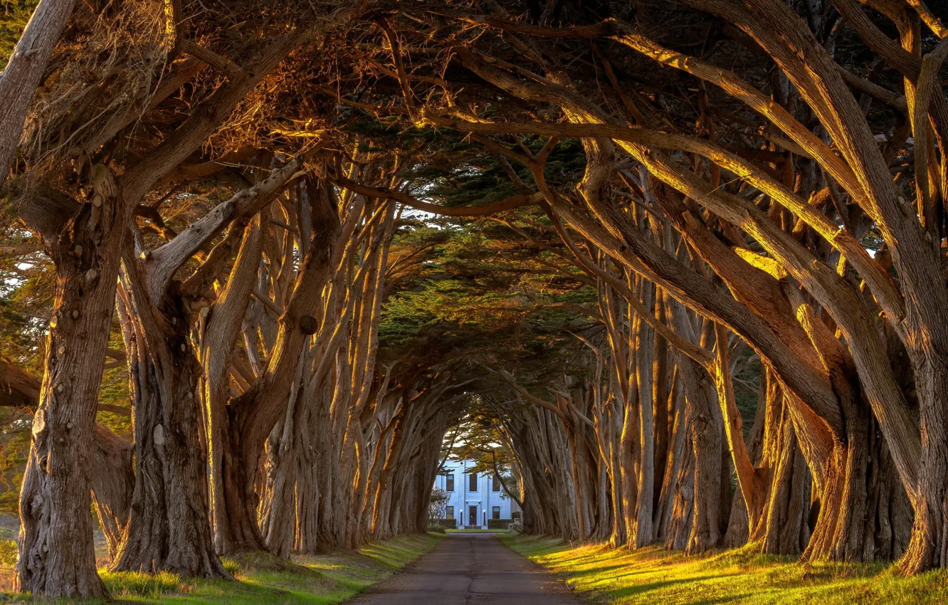 Photo wallpaper summer, light, alley, trees, sunset, California, tree, station