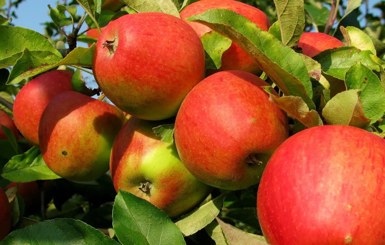Photo wallpaper nature, apples, Tree, fruit