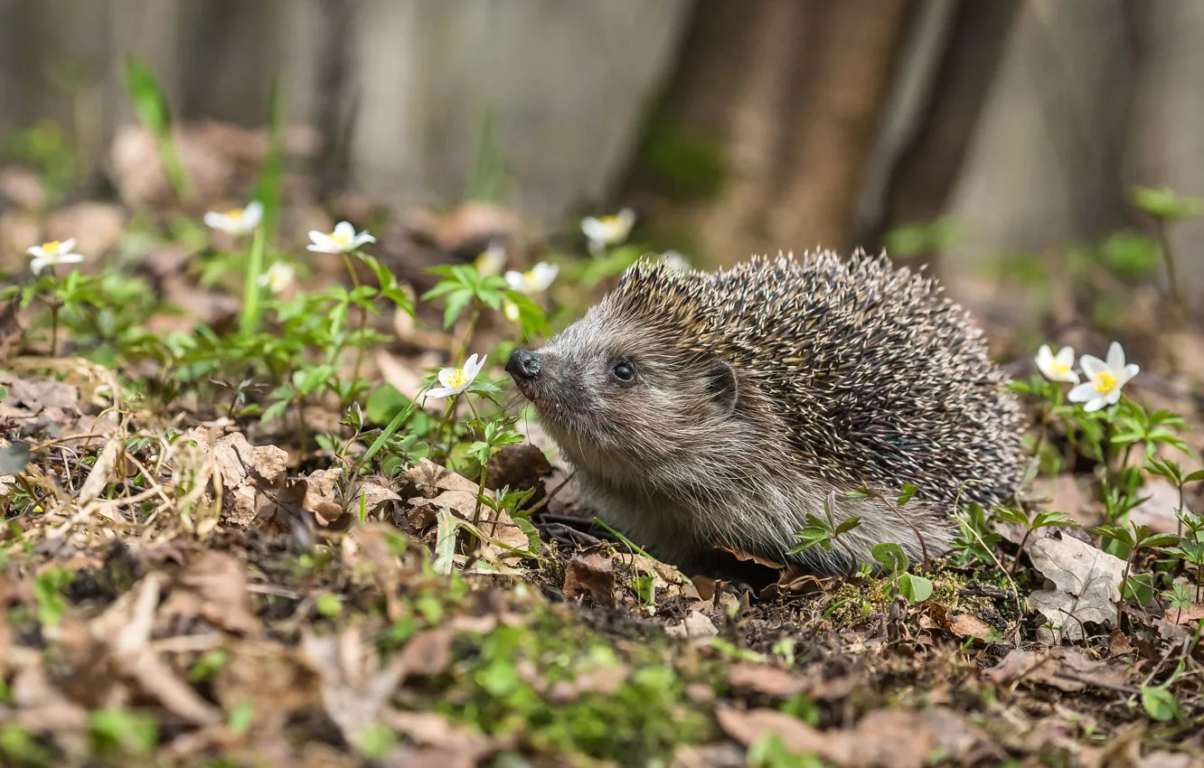 Photo wallpaper forest, flowers, nature, glade, spring, muzzle, hedgehog, bokeh