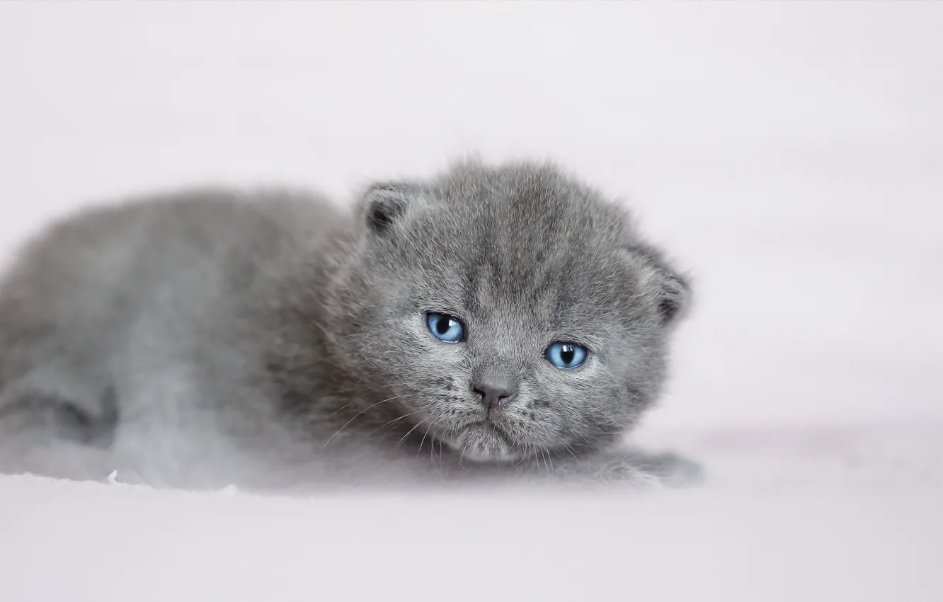 Photo wallpaper background, baby, kitty, face