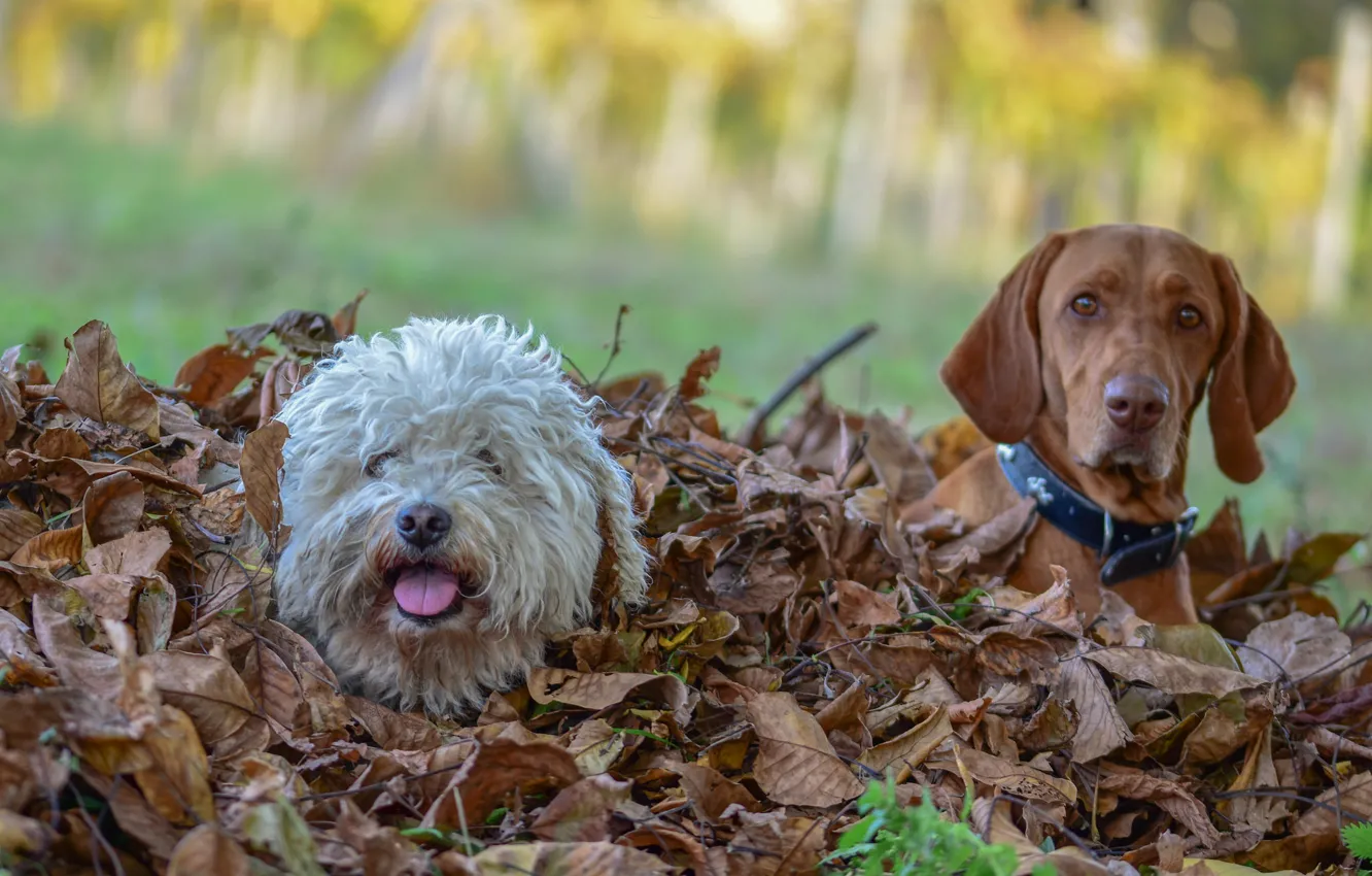 Photo wallpaper autumn, leaves, friends, breed