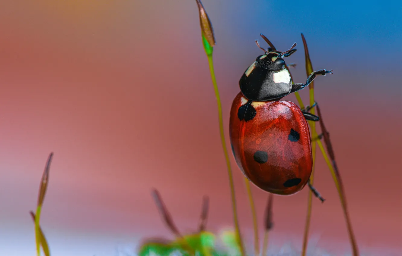 Photo wallpaper macro, background, ladybug, beetle, stems, bokeh