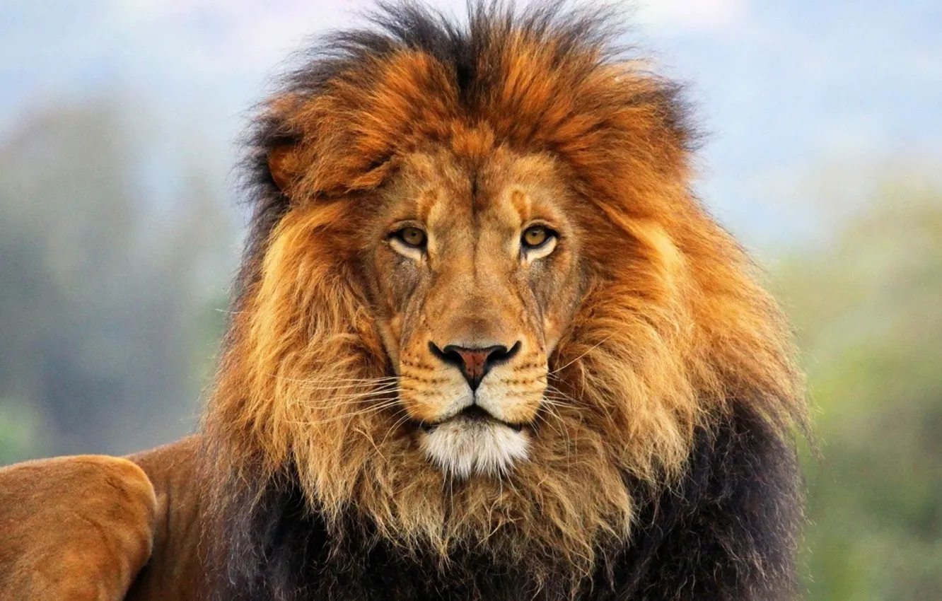 Photo wallpaper Africa, wildlife, big cat, male lion
