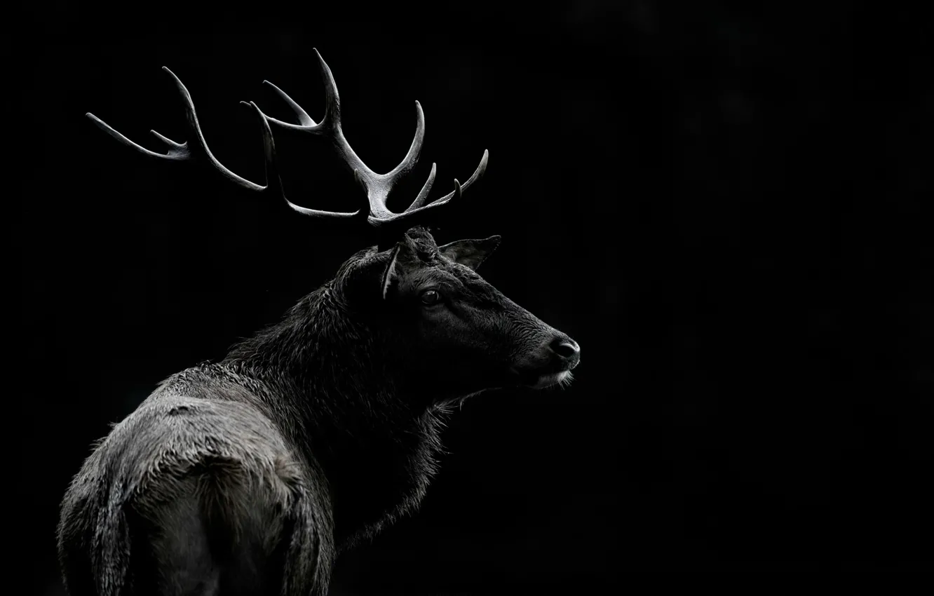 Photo wallpaper background, deer, lighting, horns