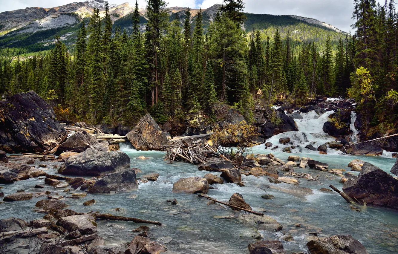 Photo wallpaper forest, mountains, nature, river, stones, log