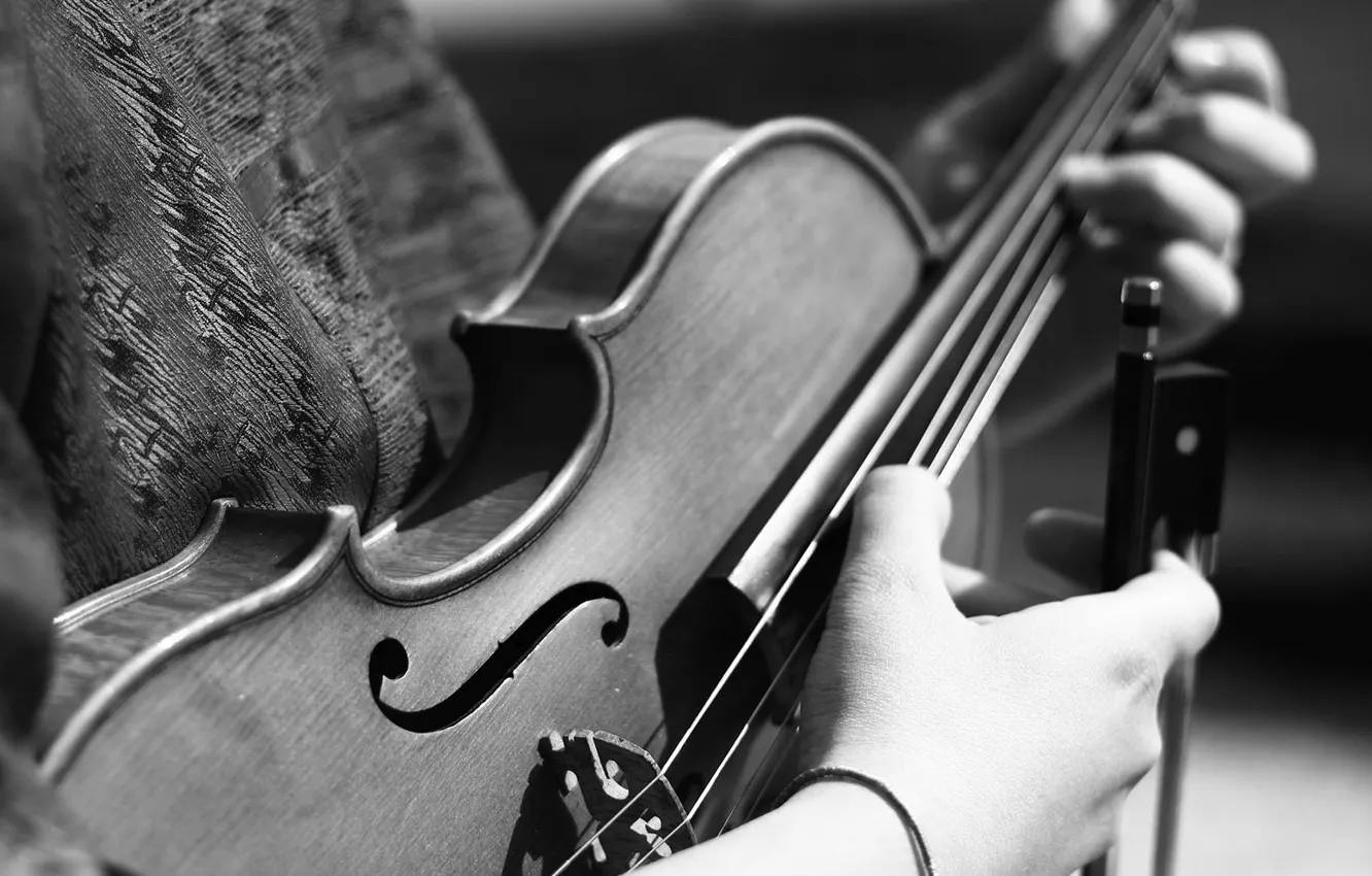 Photo wallpaper violin, strings, musician