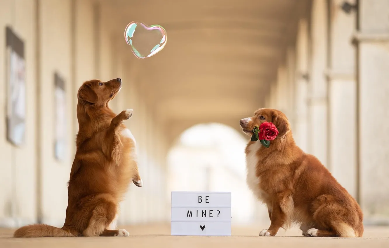 Photo wallpaper love, flowers, red, pose, heart, roses, dog, corridor