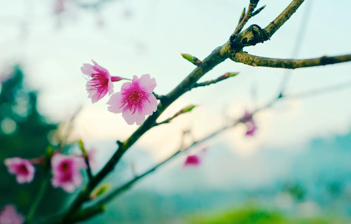 Photo wallpaper flower, sakura, bokeh, spring