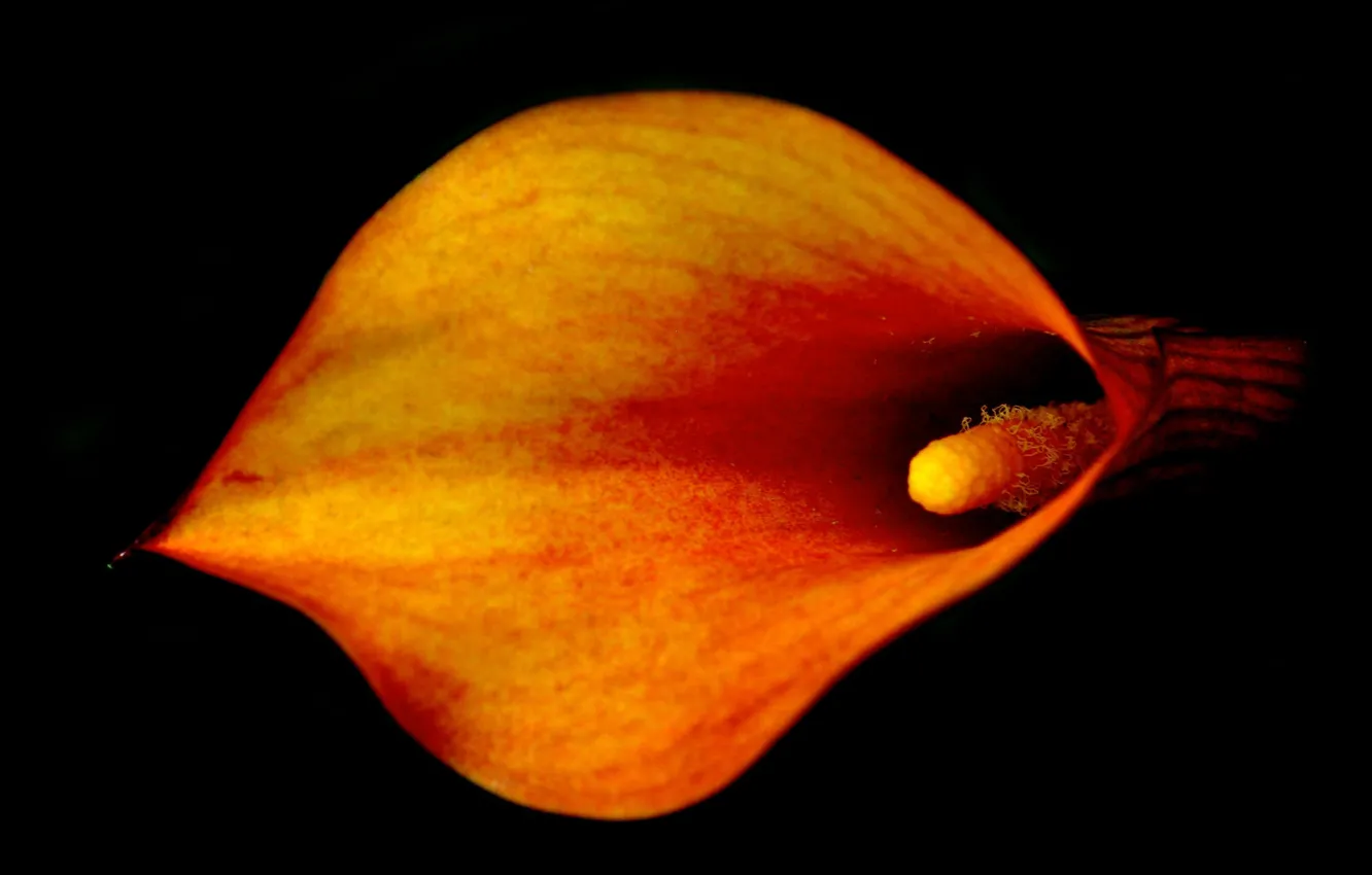 Photo wallpaper flowers, nature, background, Calla lilies